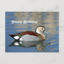 Search for duck birthday Wildlife