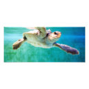 Search for underwater posters Reptile