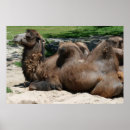 Search for camel photography Animal