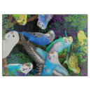 Search for conure kitchen dining Budgie
