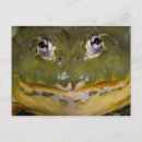 Search for african bullfrog Pyxie
