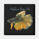 Search for betta magnets Aquarium