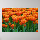 Search for tulipa posters Flora