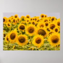 Search for vibrant flowers posters Photography