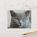 Search for kitty face postcards Cute