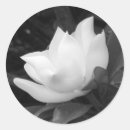 Search for southern magnolia stickers Flower