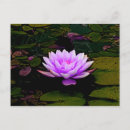 Search for diwali postcards Pink