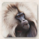 Search for baboon coasters Animal
