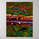 Search for dragonfly art Rainbow