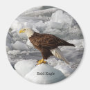 Search for bald eagles magnets Animal