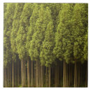 Search for evergreen tree tiles Outdoors