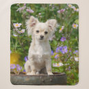 Search for chihuahua blankets Funny