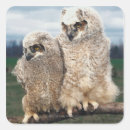 Search for owl photo stickers Bird of prey
