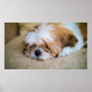 Search for shih tzu posters Puppy