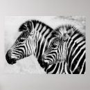 Search for zebra posters White