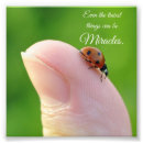 Search for ladybug quote Insect