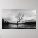 Search for bare tree posters Black