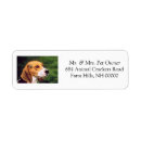 Search for beagle puppy return address labels Puppies