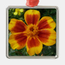 Search for marigold christmas tree decorations Photography