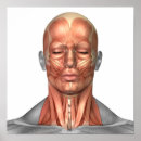 Search for face anatomy posters Orbicularis oris