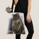 Search for grey cat photography Pets