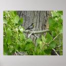 Search for audubon birds posters Warbler