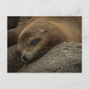 Search for cute lion postcards Beach