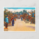 Search for florida postcards Greetings from