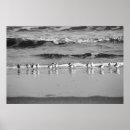 Search for piper posters Sand pipers