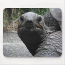 Search for tortoises mousepads Giant tortoise