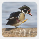 Search for wetland stickers Bird