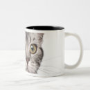 Search for british shorthair mugs Cat photography