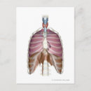 Search for lunge postcards Vertical