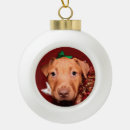 Search for ball pit balls christmas tree decorations Pitbull