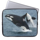 Search for breaching electronics Orca