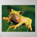 Search for red eye posters Animal
