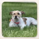 Search for rough barware Pet