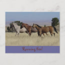 Search for mustang wild horses postcards Landscape