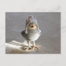 Search for hand shadow Bird