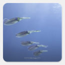 Search for caribbean stickers Nature
