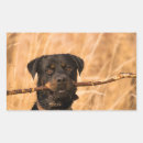Search for rotty stickers Cute