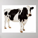 Search for holstein posters White
