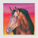 Search for gelding cards Stallion