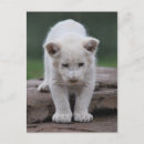 Search for lion cub postcards Lions