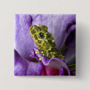 Search for tree frog badges Animal