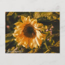 Search for communicate postcards Mail