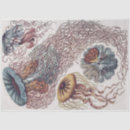 Search for ocean tissue paper Jellyfish