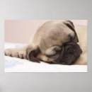 Search for pug picture posters Pet
