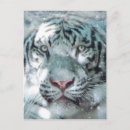 Search for bengal cats postcards Wild