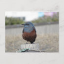 Search for thrush Nature